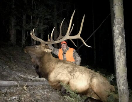 Colorado Wilderness Elk