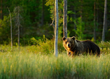 Black Bear Hunts in the Lower 48