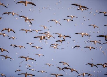 Spring Snowstorm—of Geese!
