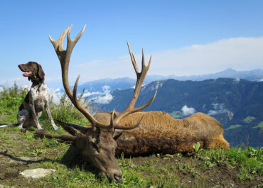 Hunting in the Alps