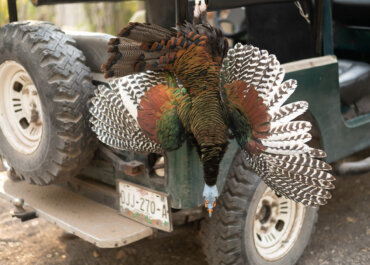 Jungle Adventure – Hunting Ocellated Turkeys in Mexico