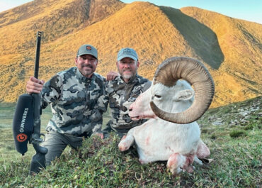 The Challenge of Dall Sheep