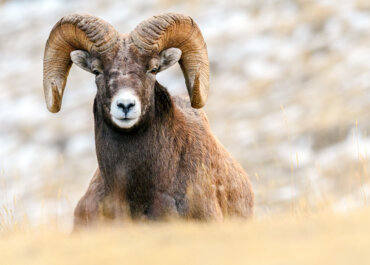 The Most Affordable Way to Hunt Rocky Mountain Bighorn, Desert Bighorn, and Mountain Goat