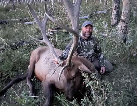 TWO BEAR BULL #2 - '22