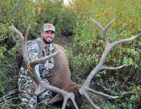 TWO BEAR BULL #3 - '22