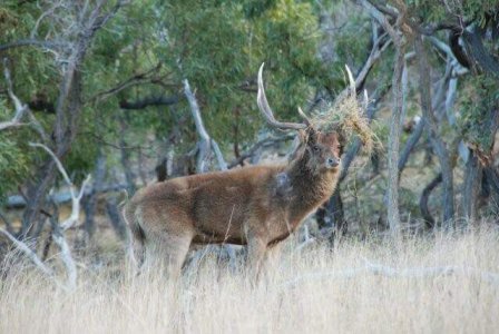 wta_1047_1SFYLH_RuttingRusa