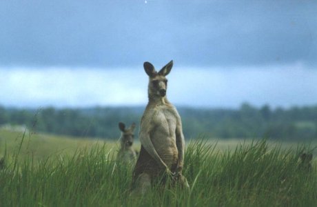 wta_1047_NA21DH_buckkangaroo