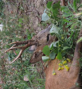 wta_1074_OO5SGP_roedeertrophies(2)