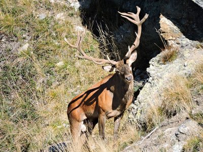 wta_1083_909EET_Cervi(1)