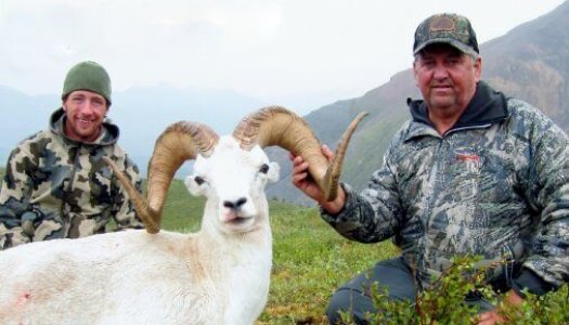 wta_1087_1I4QZI_082_dallsheep-15