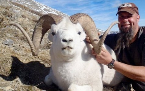 wta_1087_2KZIZZ_082_dallsheep-23