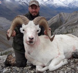 wta_1087_5E7FXV_082_dallsheep-11