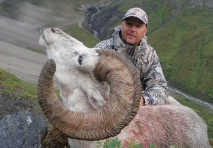 wta_1087_6W0T2K_082_sheep-2