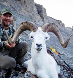 wta_1087_MESV8J_082_dallsheep-5