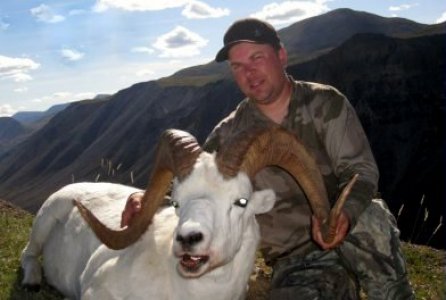 wta_1087_Q2TZBM_082_dallsheep-19