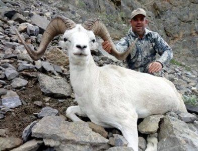 wta_1087_VLF7T1_082_dallsheep-22