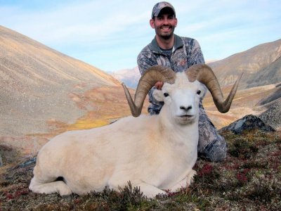 wta_1087_VQXAZO_082_dallsheep-26