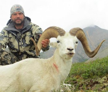 wta_1087_W71CAL_082_sheep-3