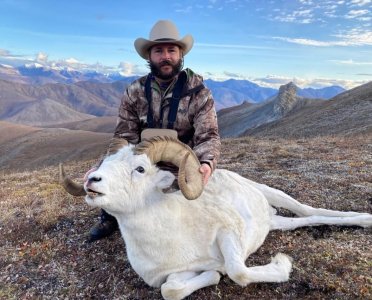 wta_1088_Dall sheep