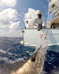 wta_1109_sailfish2
