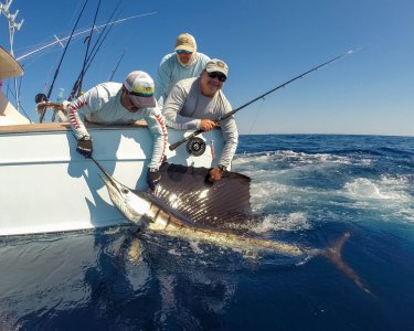 wta_1109_sailonfly
