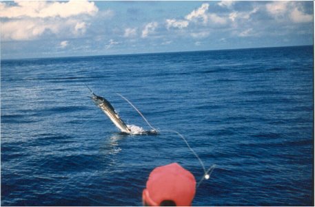 wta_1110_CNZ6C9_SAILONFLY