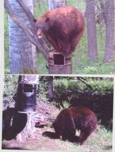 wta_1130_0N2UKJ_Bear172-26-13