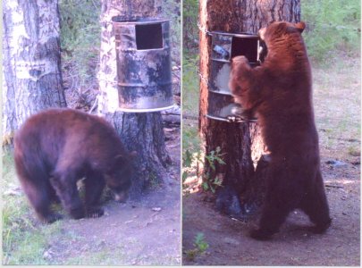 wta_1130_RVYWQQ_Bear32-26-13