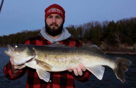 wta_1137_NN0YE3_Bellevillewalleye4