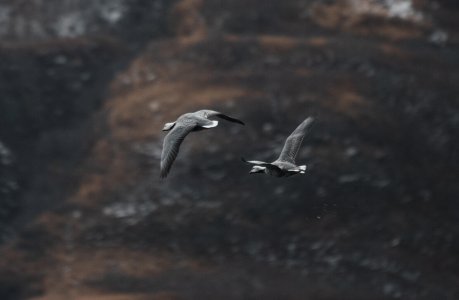 wta_1157_DSC08722 Empire Geese