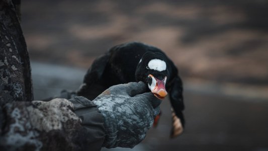 wta_1157_DSC09449 Surf Scoter