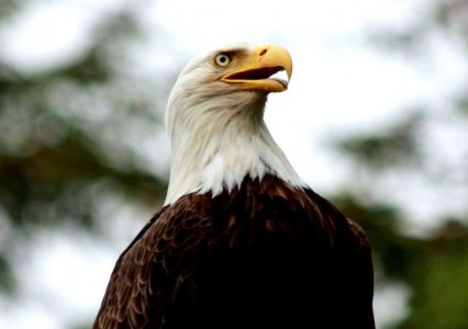 wta_1159_FRQZ84_Eagle