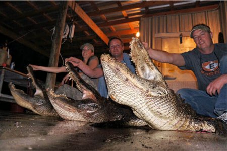 wta_1210_9SDY0S_alligators