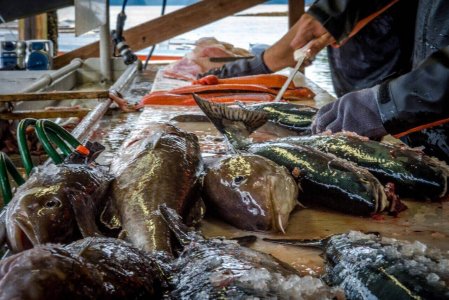 wta_1254_RU1E86_SF-Fishcleaning