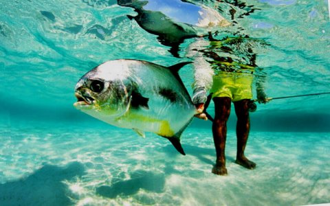 wta_1259_6HW9EJ_2OKeefe-underwaterpermit272dpi