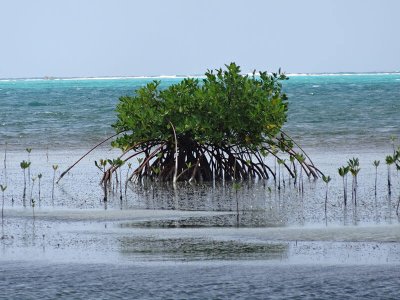 wta_1259_8AIFMC_bonefish