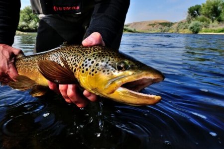 wta_1262_YG7GYK_nicebrown
