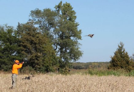 wta_1284_84QJB7_PheasantandshooterbyRFedit