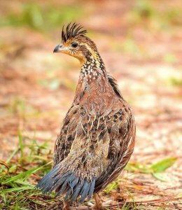 wta_1291_Bird