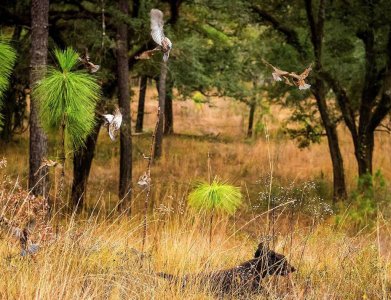wta_1291_Birds