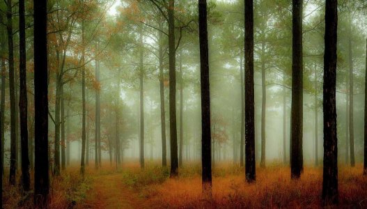wta_1291_nature