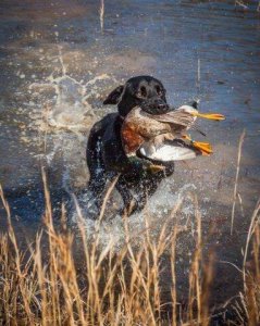 wta_1301_PIFR5U_WL-2182