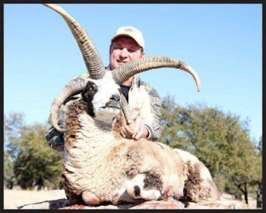 wta_1360_32B0C6_four+horn4