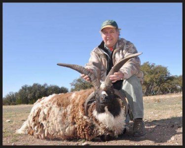 wta_1360_NYM29V_four+horn