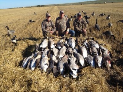 wta_1376_Earlyseasongoose