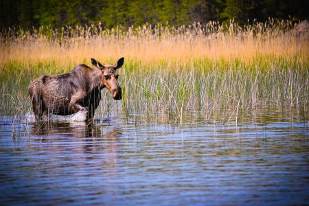 wta_1377_Aikens Lake 7