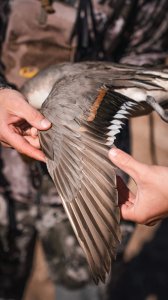 wta_1391_DSC07702 Pintail