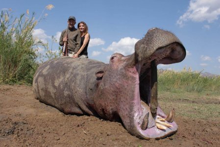wta_1400_03FRD5_hippo