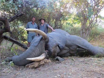 wta_1400_335WNL_elephant