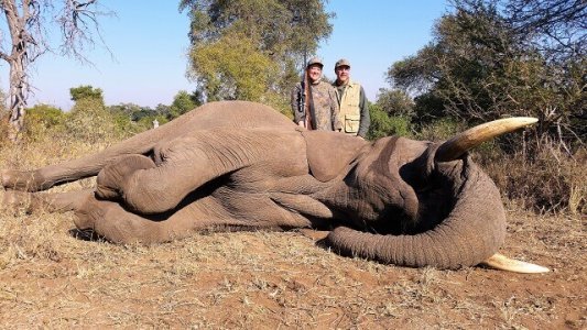 wta_1403__featured_CWYWLG_LeahWareElephantresize